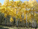 Aspens