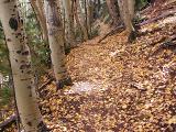 Trail in Bear Jaw Canyon