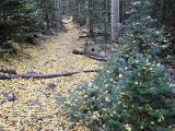 Trail in Abineau Canyon