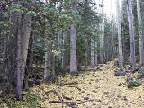 Leaf-lined Trail