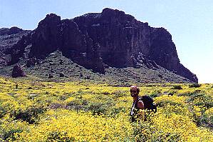 A field of brittlebush