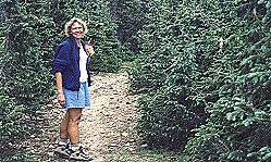 Christmas trees