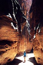 Buckskin