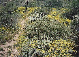 Spring wildflowers