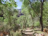 Cottonwoods