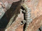 Lizard