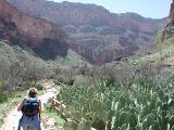Prickly Pears