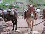Phantom Ranch