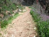 Flower Lined Trail