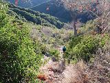 Vegetation