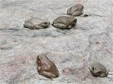 14 frogs
