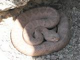 Dozing snake