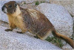 Marmot