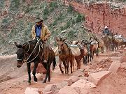 Mules