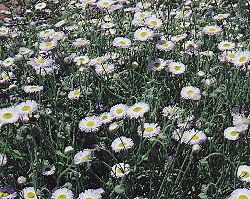 Wildflowers
