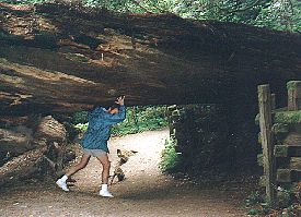 Redwoods