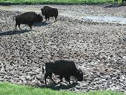Bison